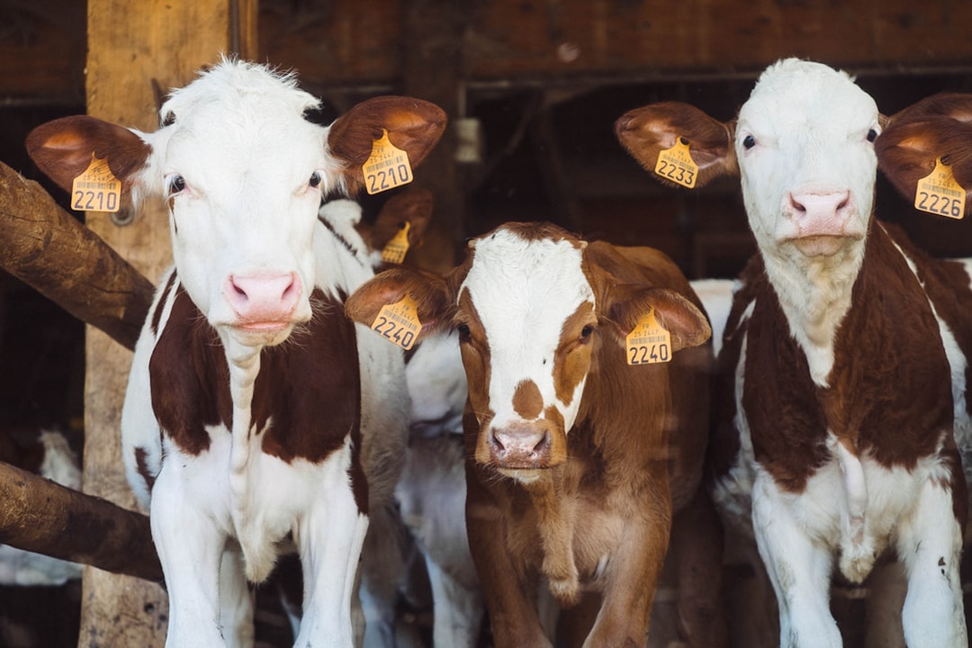The Future of ZWF and Animal Welfare Reform