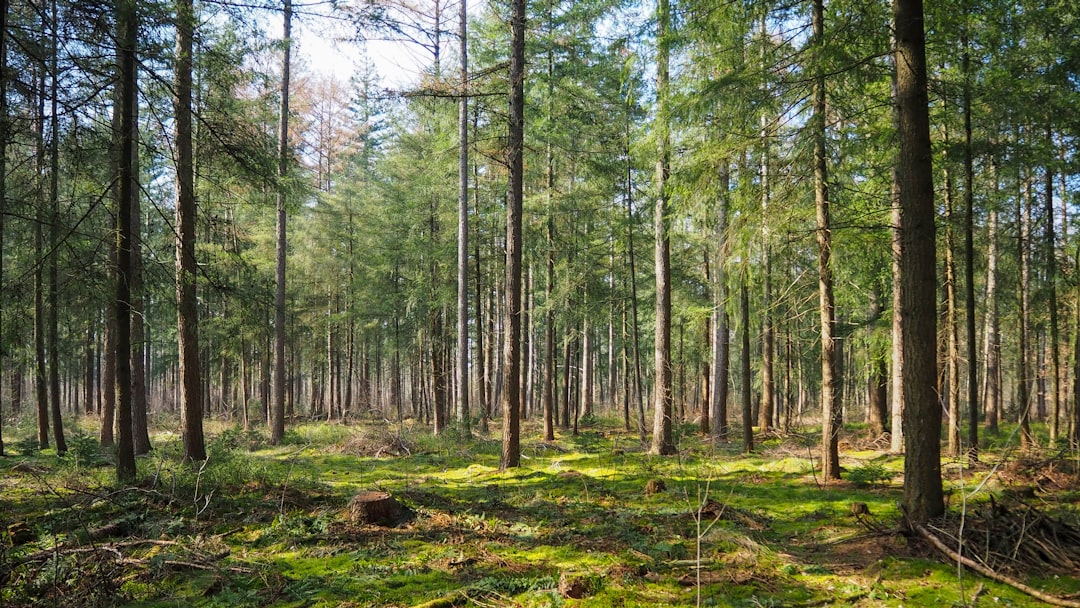 Ongoing Challenges for the Forestry Sector