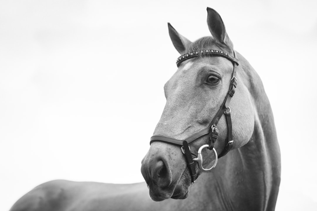 A Legacy of Equestrian Excellence