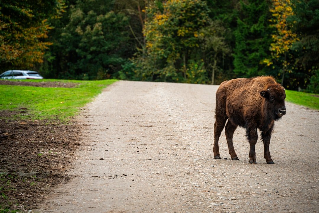 Buffalo's Struggles on the Road