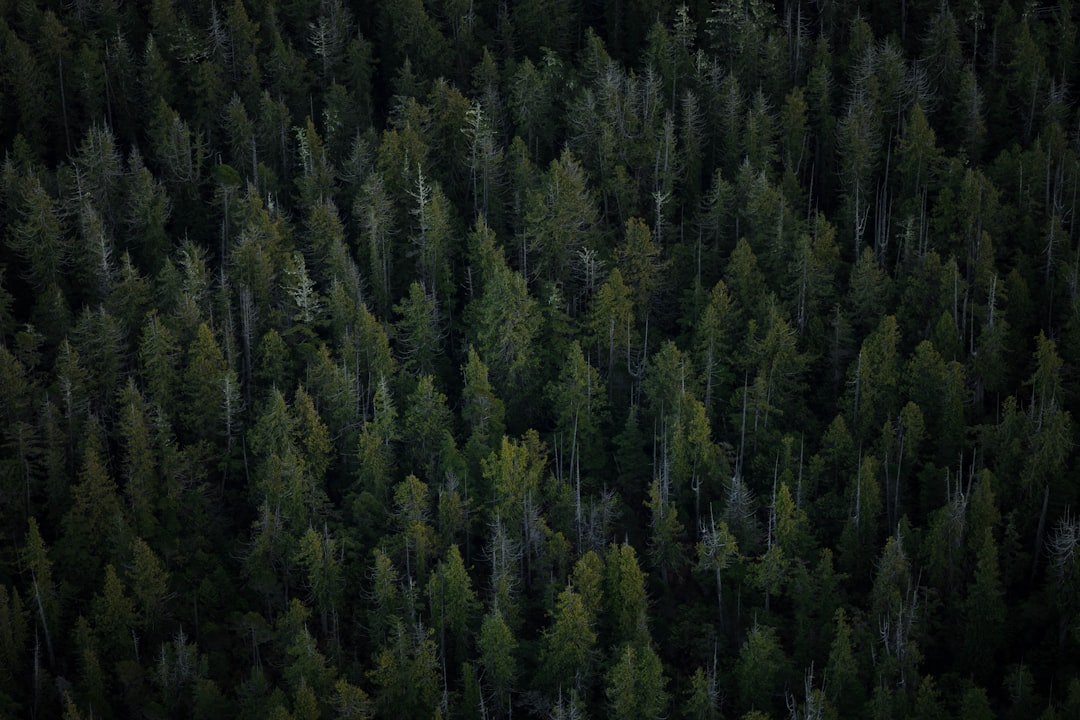 Government Support for the Forestry Sector