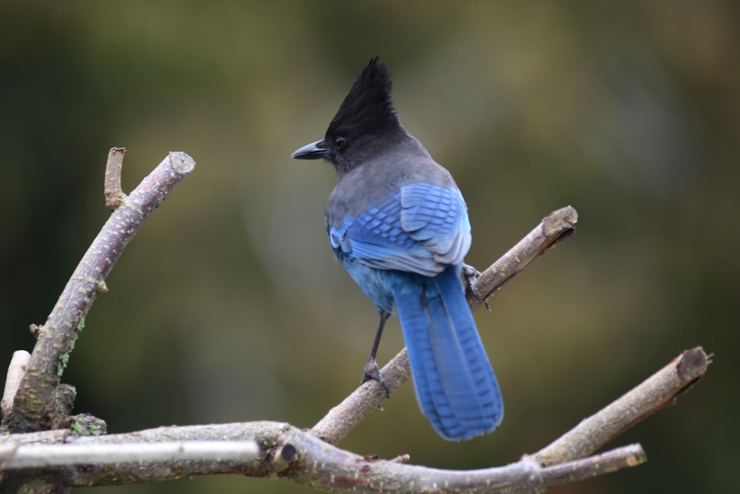 Blue Jays Offence Comes Alive