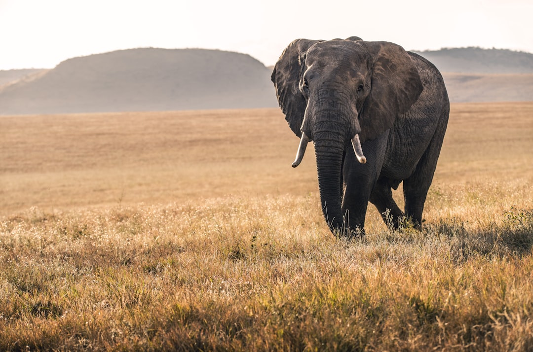 Risks to Endangered Wildlife