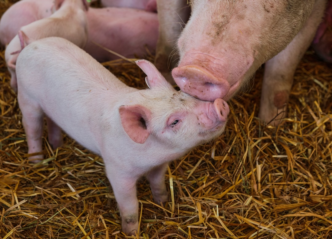 Financial Exploitation of Animals