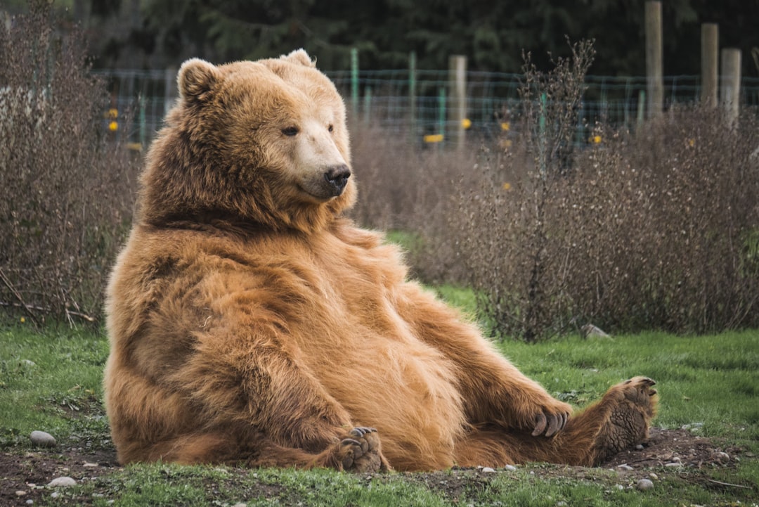 Understanding Bear Movements
