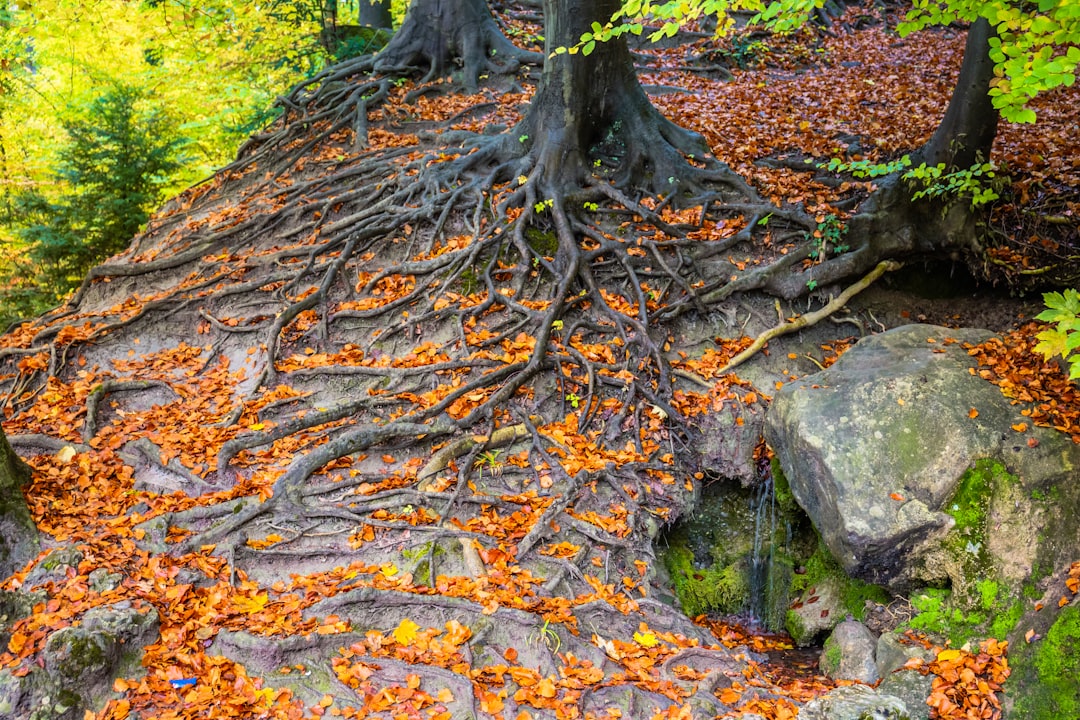 Diminishing Roots of Classical Language