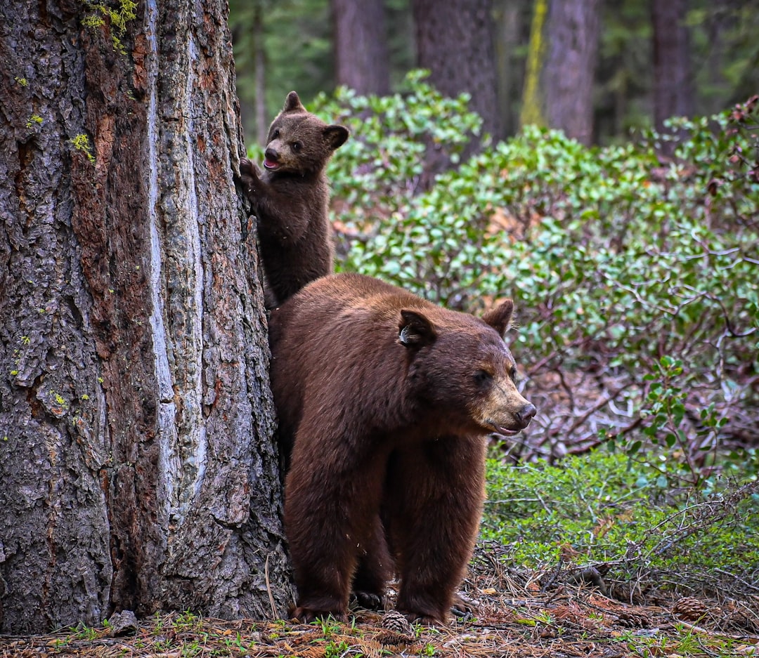 The Seasonal Shift of Bears