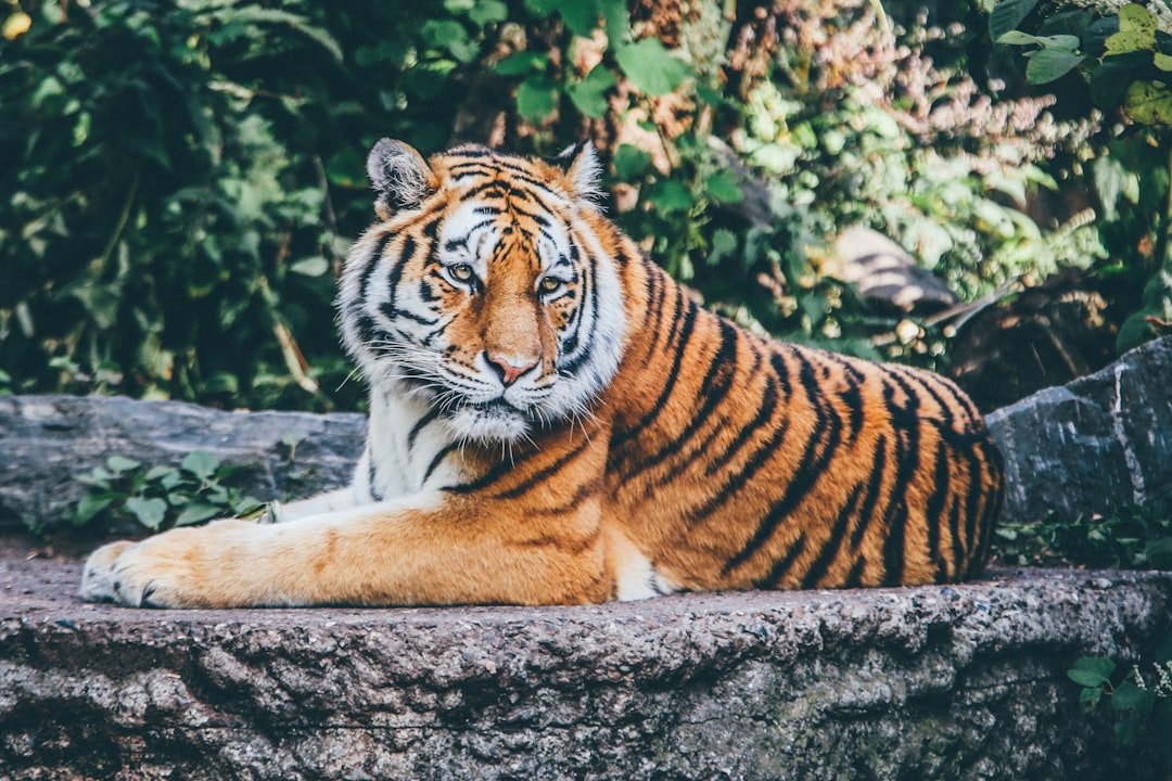 The Tiger Queen's Controversial Legacy