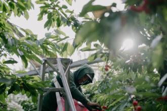 00biz-farm-workers-bpzc-mediumSquareAt3X-1