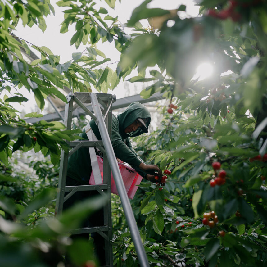 00biz-farm-workers-bpzc-mediumSquareAt3X