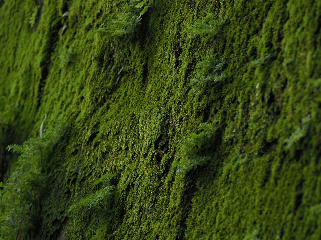 The Discovery of the Moss Die-Back Fungus