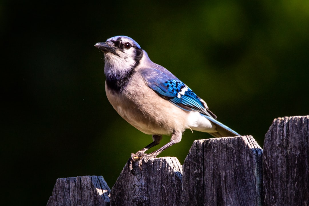 Blue Jays’ Struggles Continue