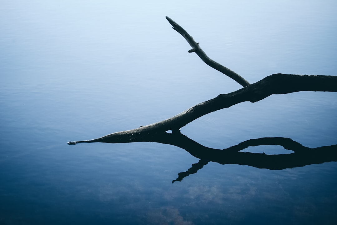 A Reflection of Current Discontent