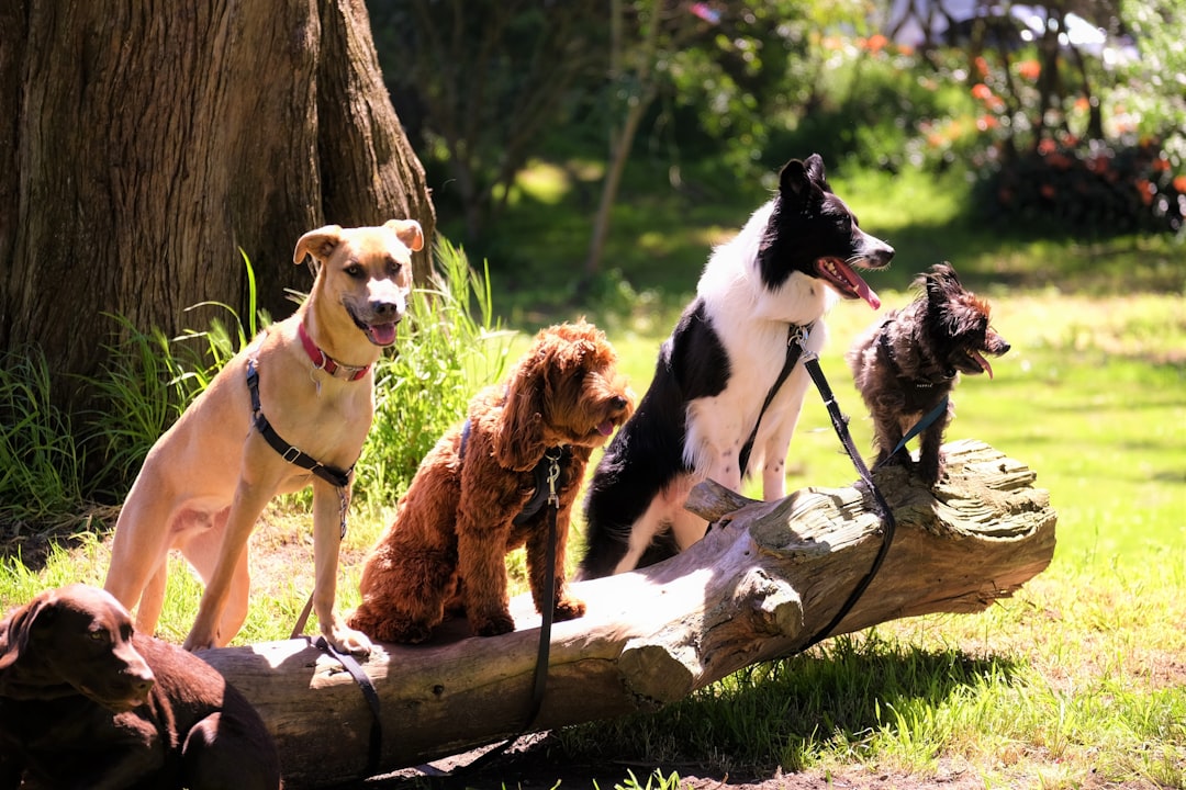 The Role of Canine Companions