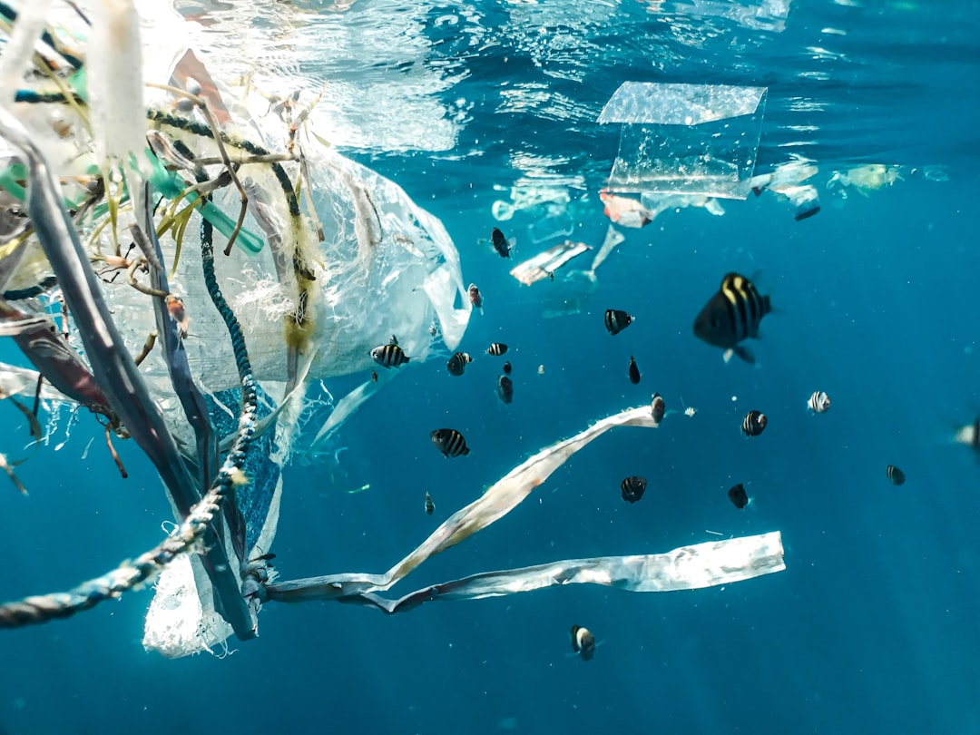 The Environmental Impact of AI
