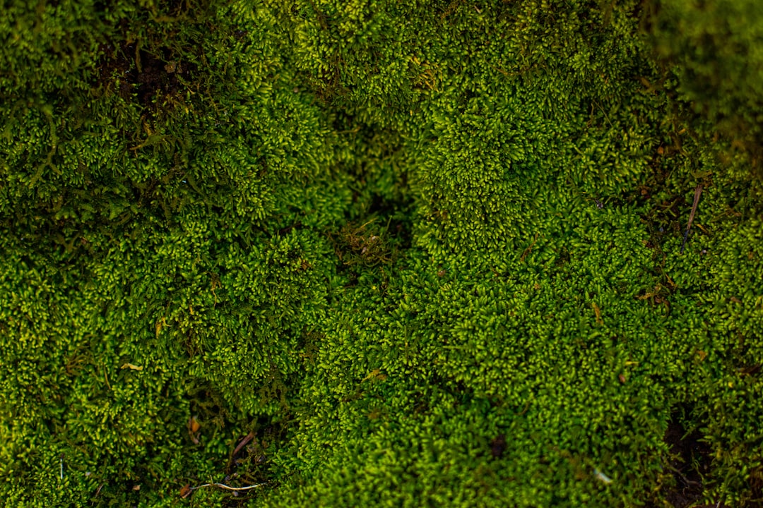 The Discovery of the Moss Die-Back Fungus