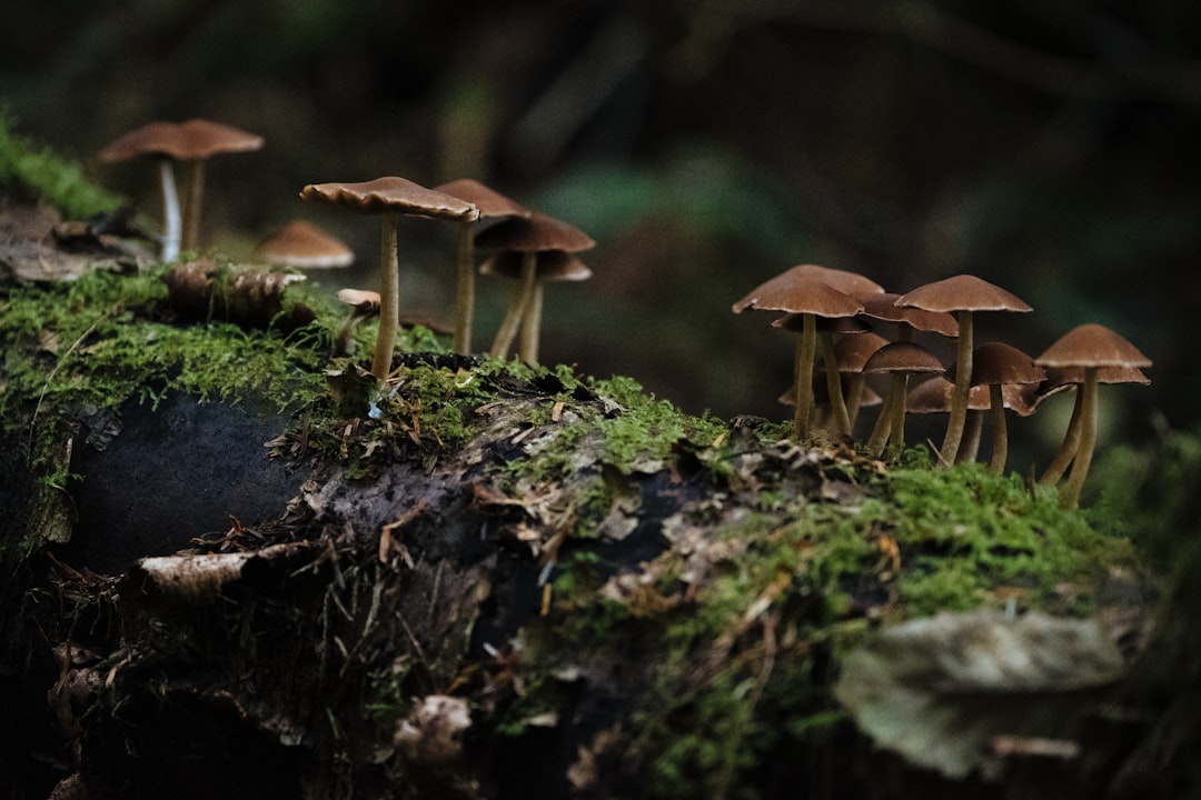 Discovery of the Fungus