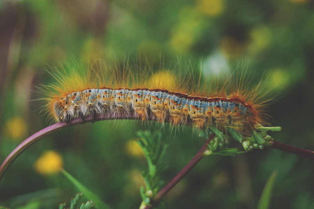 The Threat of Invasive Species