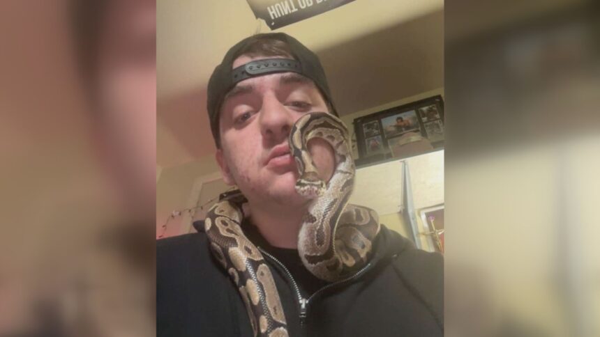 snake-found-connor-windsor-7