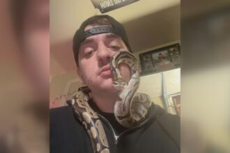 snake-found-connor-windsor-9