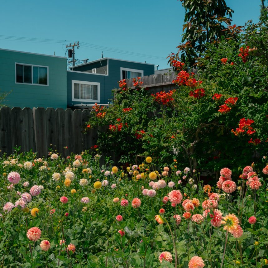 00nat-sf-flower-2-01-zqbk-mediumSquareAt3X