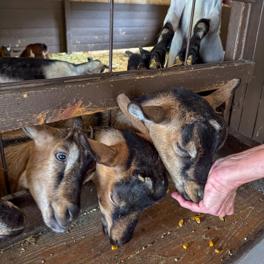 29xp-goats-clfh-mediumSquareAt3X