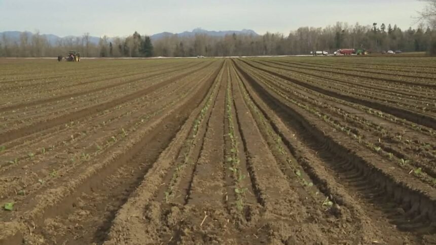 6P_HEPPELL_POTATO_FARM__OM01S4SL