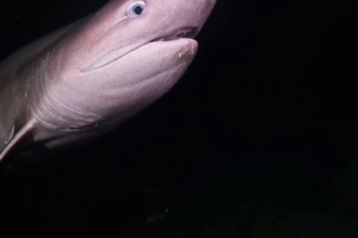 bluntnose-sixgill-shark