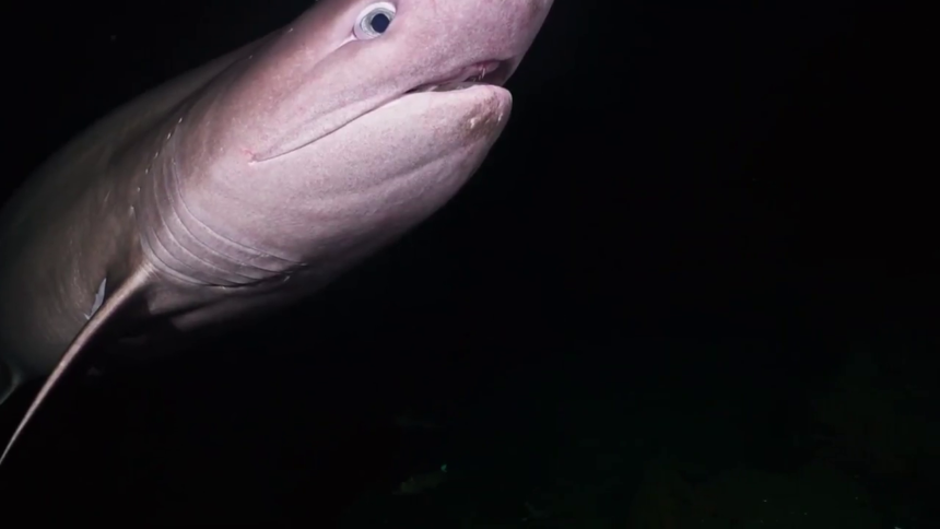 bluntnose-sixgill-shark