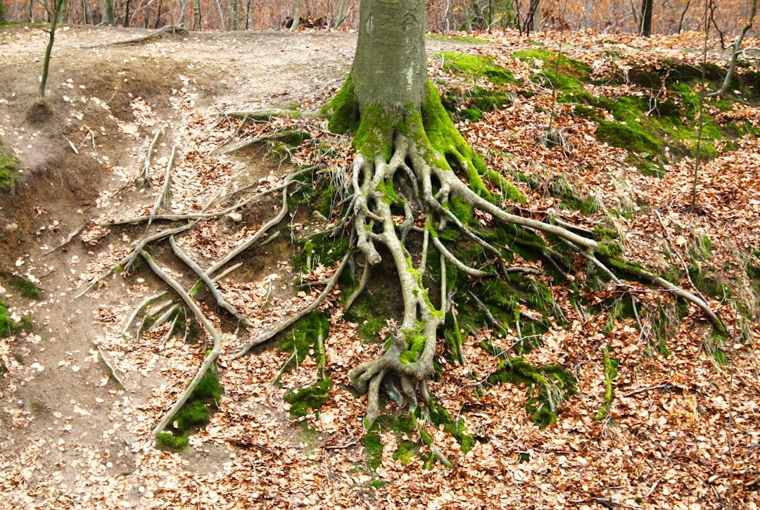 Root Causes Behind the Trend