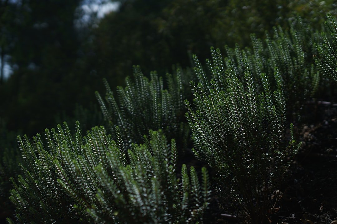 Ecological Stakes for Endemic Species