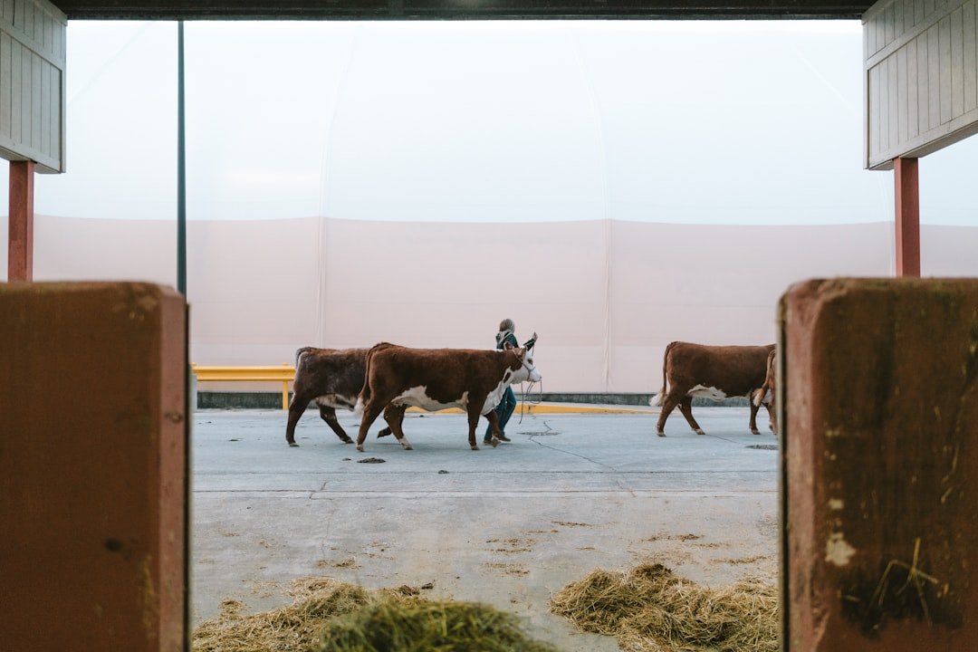 Impact on Midwest Beef Producers  
