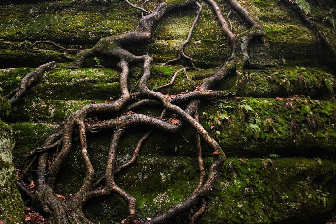 Roots Run Deep in Bay Area Soil