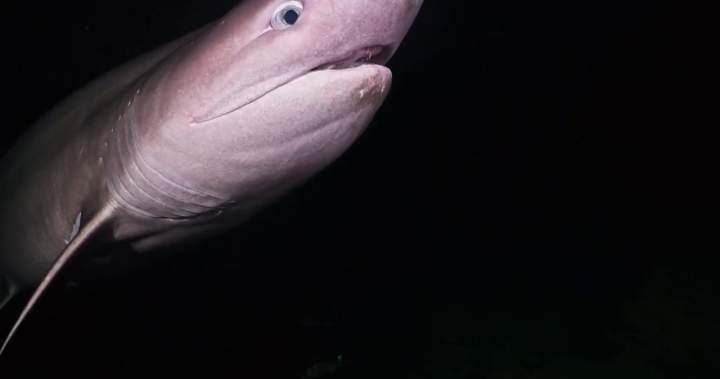 Understanding the Shark's Presence