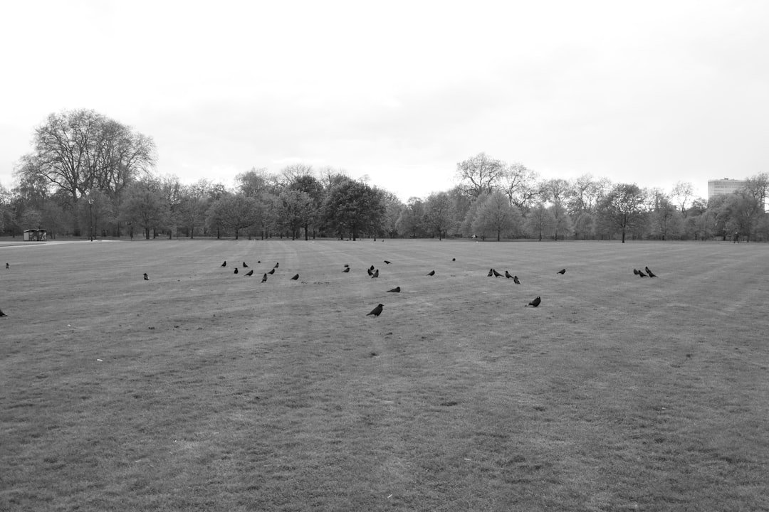 A Crowded Field Awaits