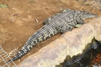 skynews-crocodile-johnsons_7277013