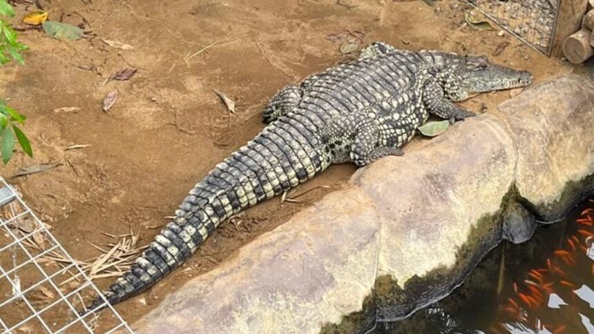 skynews-crocodile-johnsons_7277013