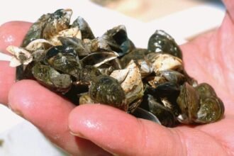 zebra-mussels-e1787943157393