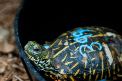 00CLI-TURTLES-stillpromo-hcfk-mediumSquareAt3X