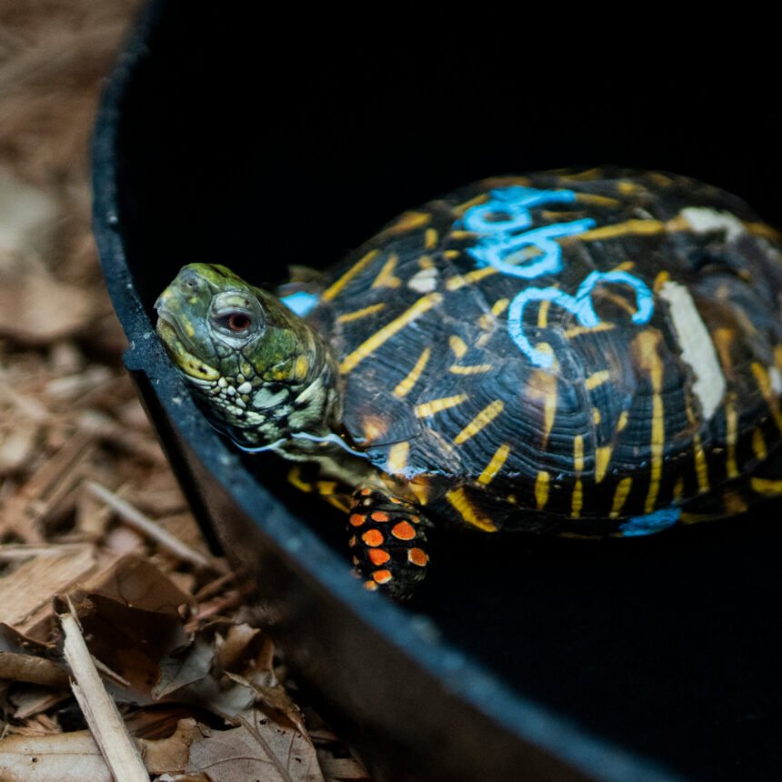 00CLI-TURTLES-stillpromo-hcfk-mediumSquareAt3X