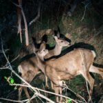 01nat-catalina-deer-pbhz-mediumSquareAt3X