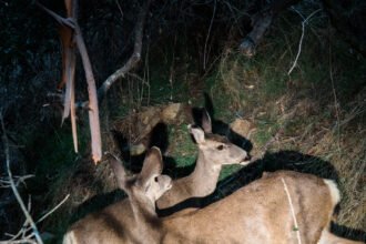 01nat-catalina-deer-pbhz-mediumSquareAt3X
