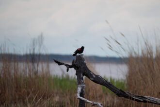 04cli-wetlands-jlcg-mediumSquareAt3X