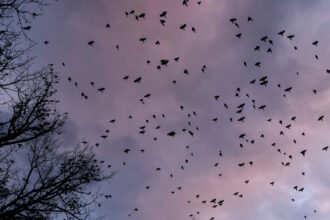 10xp-birds-Ohio-nyt-mvpc-mediumSquareAt3X