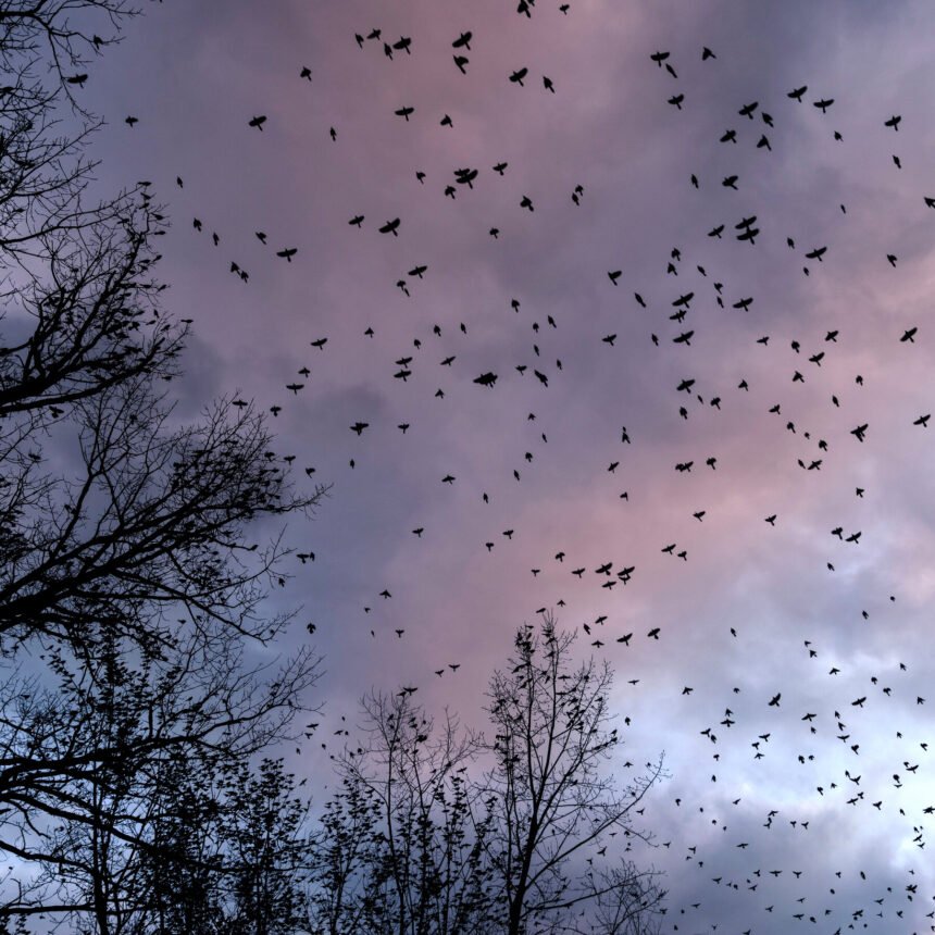 10xp-birds-Ohio-nyt-mvpc-mediumSquareAt3X