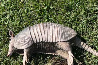 14xp-armadillo1-mediumSquareAt3X