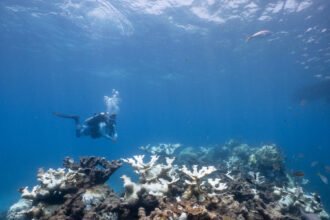 31cli-reefs-jbft-mediumSquareAt3X