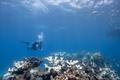 31cli-reefs-jbft-mediumSquareAt3X