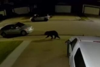 Bear