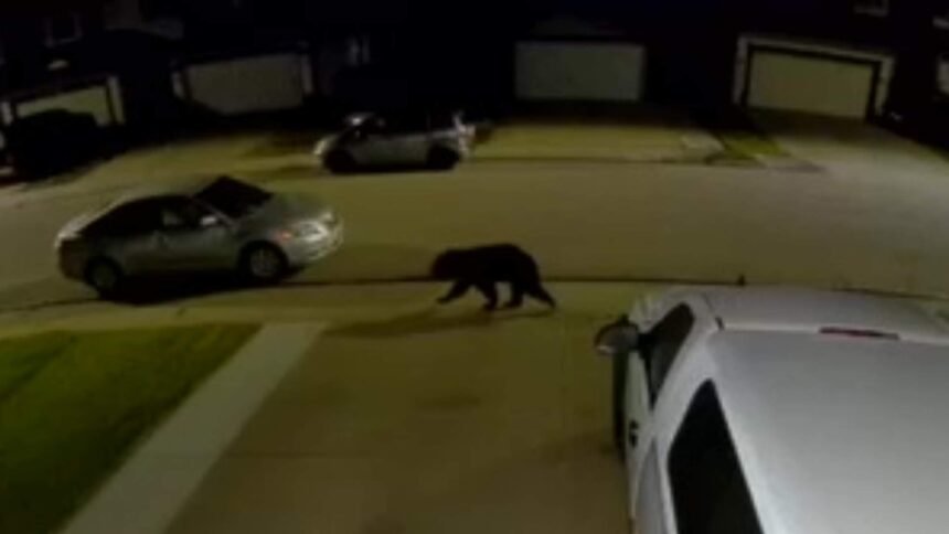 Bear